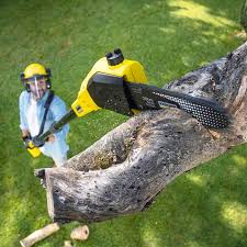 Best Tree Removal Services  in North Lauderdale, FL